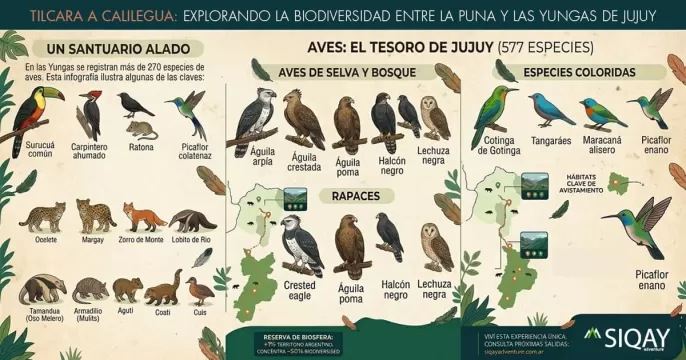 tilcara calilegua fauna aves