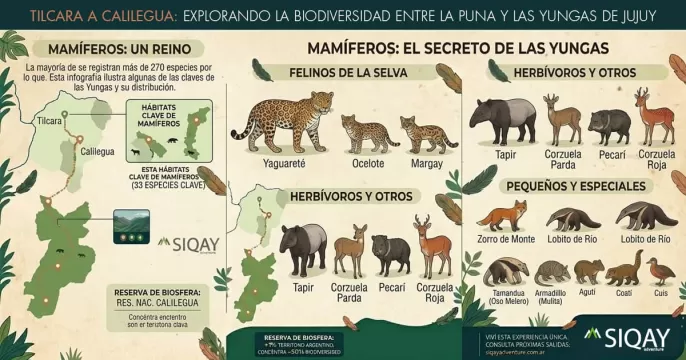 tilcara calilegua fauna mamiferos