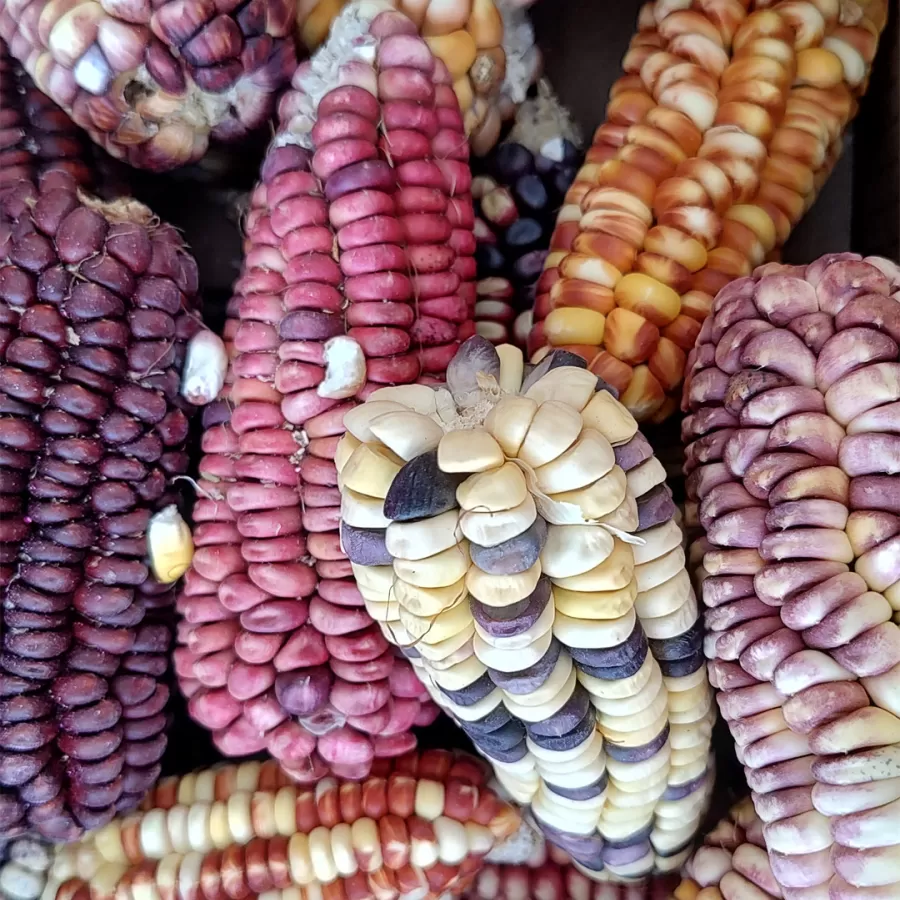 Cerro Nevado de Chañi